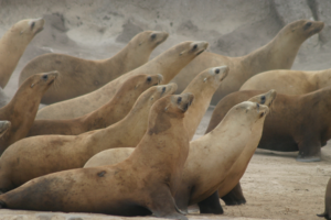California sea lions hauled out on a beach. Credit: NOAA Alaska Fisheries Science Center/Tony Orr