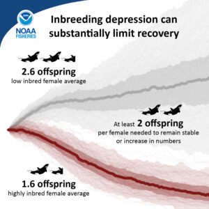Inbreeding inforgraphic by NOAA FIsheries