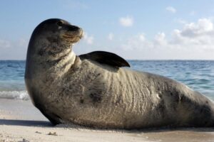  Hawaiian monk seal rests on the beach in the French Frigate Shoals. Credit: Mark Sullivan