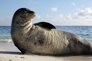 Hawaiian monk seal rests on the beach in the French Frigate Shoals. Credit: Mark Sullivan