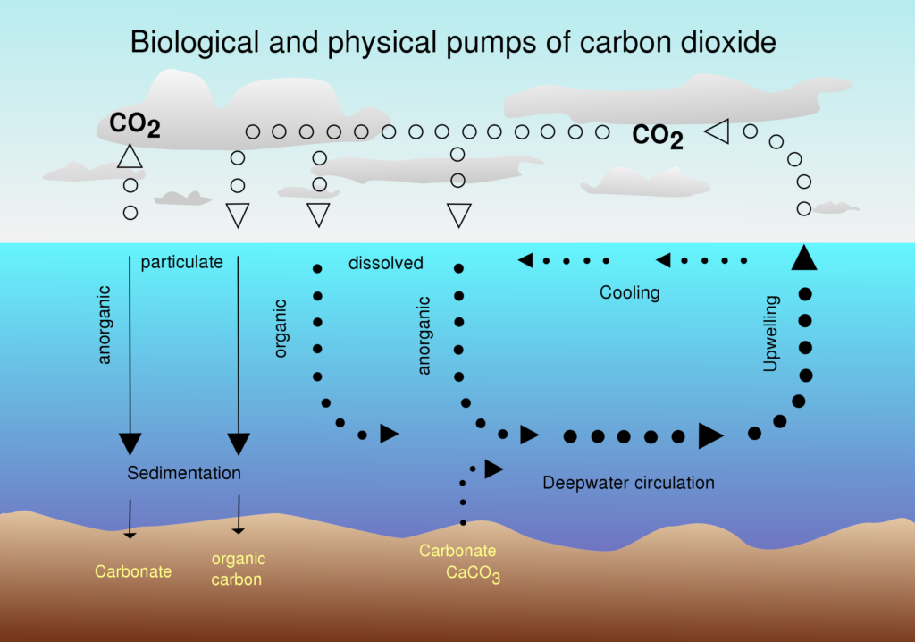 Derivative work: McSush CO2 pump via WikkiCommons