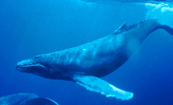 Humpback Whale by WikiCommons