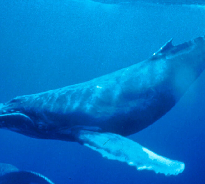 Humpback Whale by WikiCommons