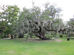 Spanish Oak by Wikkicommons