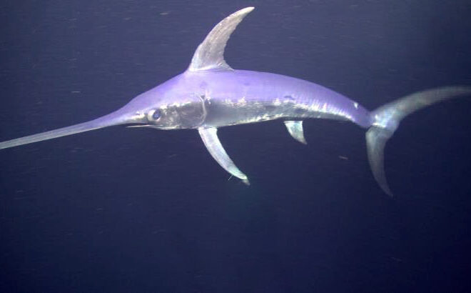 NOAA Deep Sea Coral Research & Technology Program-Pelagic Research Services., Public domain, via Wikimedia Commons