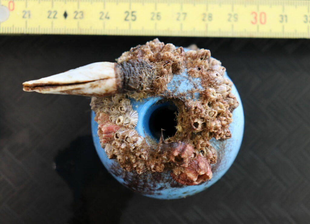 A piece of plastic debris that’s been colonized by both costal barnacles (pink and striped) and a gooseneck barnacle from the open ocean. (Linsey Haram/SERC Marine Invasions Lab)