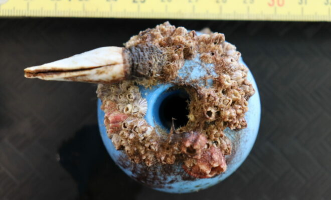 A piece of plastic debris that’s been colonized by both costal barnacles (pink and striped) and a gooseneck barnacle from the open ocean. (Linsey Haram/SERC Marine Invasions Lab)