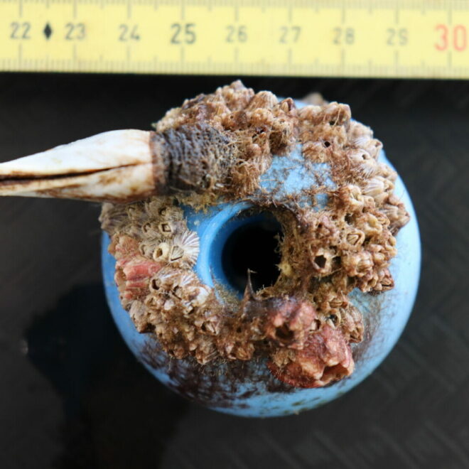 A piece of plastic debris that’s been colonized by both costal barnacles (pink and striped) and a gooseneck barnacle from the open ocean. (Linsey Haram/SERC Marine Invasions Lab)