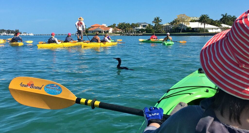 An eco-tour of the waters surrounding Lido Key on kayaks, with the tour guide standing and spotting dolphins and manatees that live in the Sarasota Bay by Wikkicommons