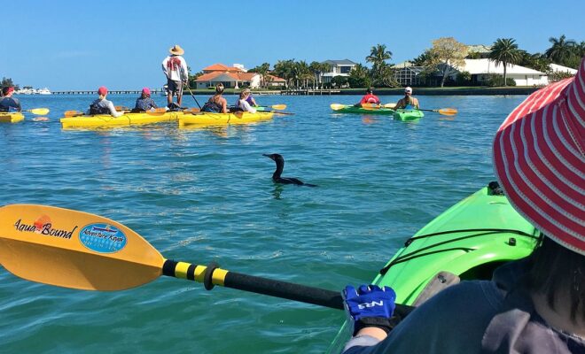 An eco-tour of the waters surrounding Lido Key on kayaks, with the tour guide standing and spotting dolphins and manatees that live in the Sarasota Bay by Wikkicommons