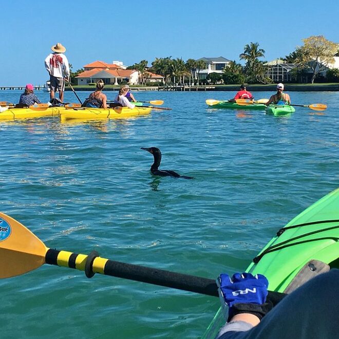 An eco-tour of the waters surrounding Lido Key on kayaks, with the tour guide standing and spotting dolphins and manatees that live in the Sarasota Bay by Wikkicommons