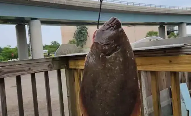 Once certified, the 15.3 pound summer flounder will be the Connecticut state record. Courtesy Hillyer’s Tackle Shop