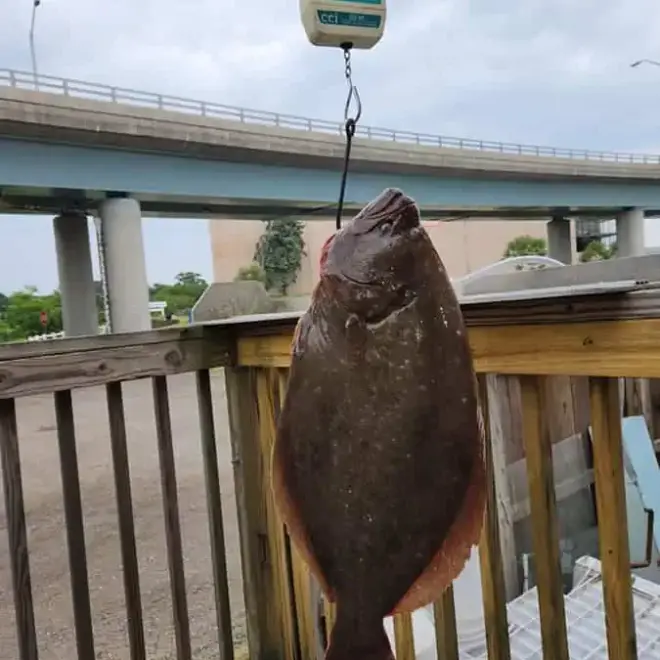 Once certified, the 15.3 pound summer flounder will be the Connecticut state record. Courtesy Hillyer’s Tackle Shop