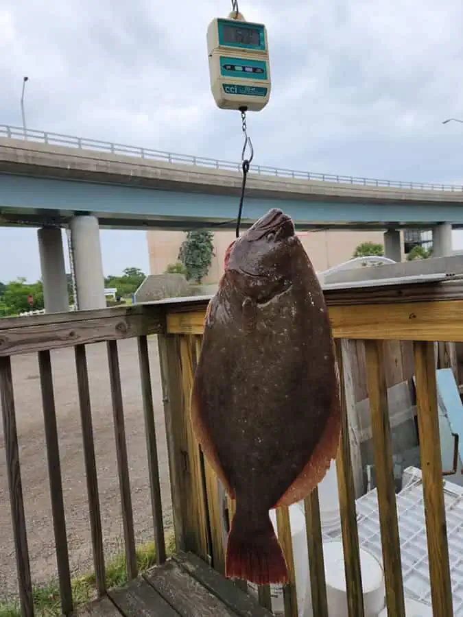 Once certified, the 15.3 pound summer flounder will be the Connecticut state record. Courtesy Hillyer’s Tackle Shop