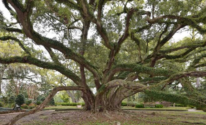 View of tree from south side facing National Champion Tree sign by Wikkicommons.