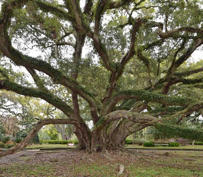 View of tree from south side facing National Champion Tree sign by Wikkicommons.