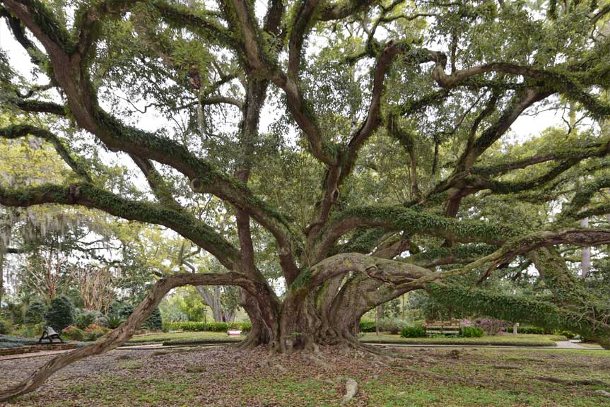 View of tree from south side facing National Champion Tree sign by Wikkicommons.