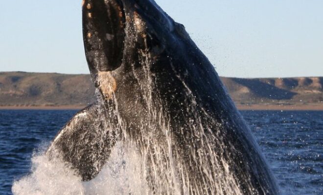 Southern right whale by Wikimedia Commons