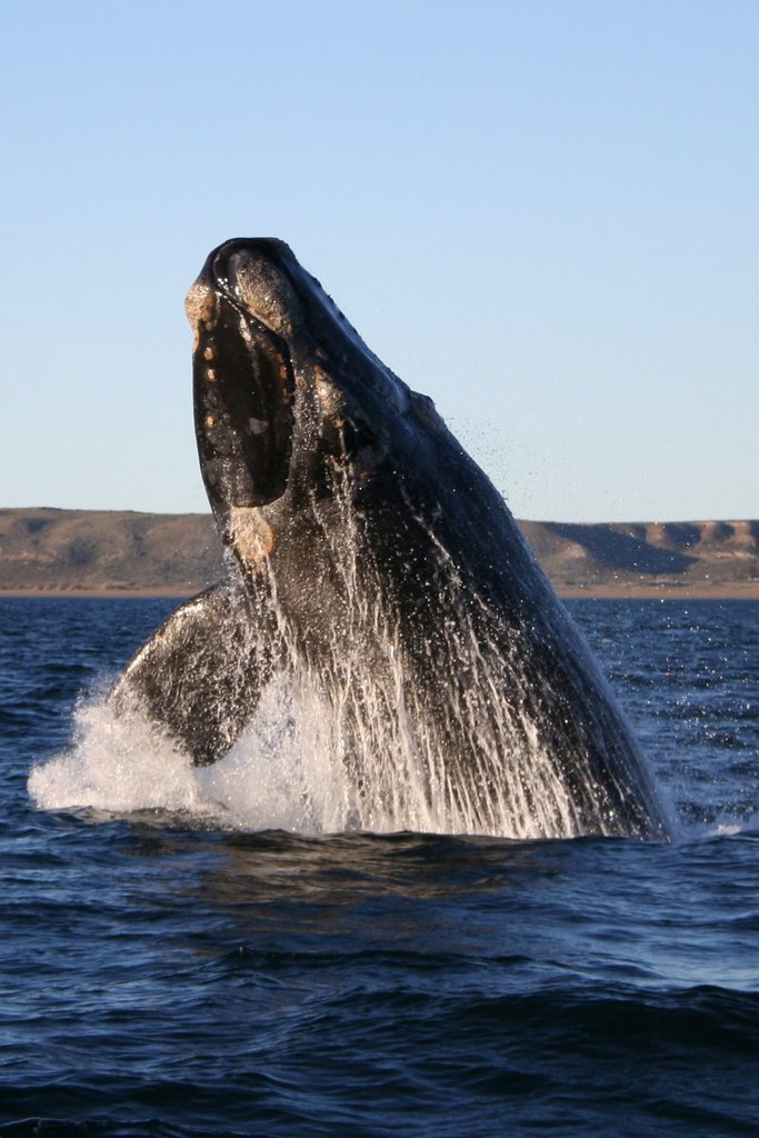 Southern right whale by Wikimedia Commons