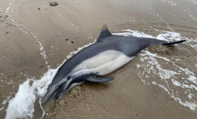Deceased dolphin as a result of domoic acid poisoning. Credit: Channel Islands Marine & Wildlife Institute by NOAA