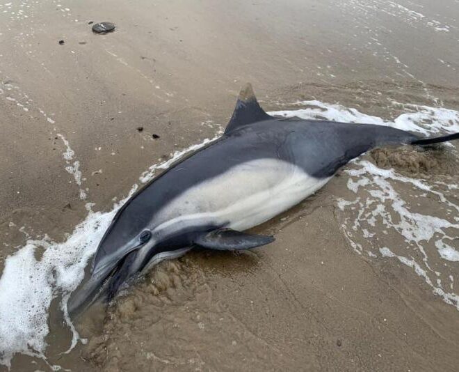 Deceased dolphin as a result of domoic acid poisoning. Credit: Channel Islands Marine & Wildlife Institute by NOAA