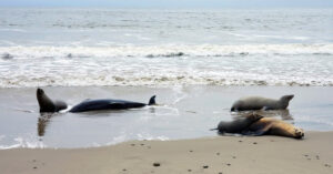 Discover the devastating impact of rapid algae growth along the Southern California Coast. Hundreds of California sea lions and dolphins have fallen victim to the toxic effects by NOAA