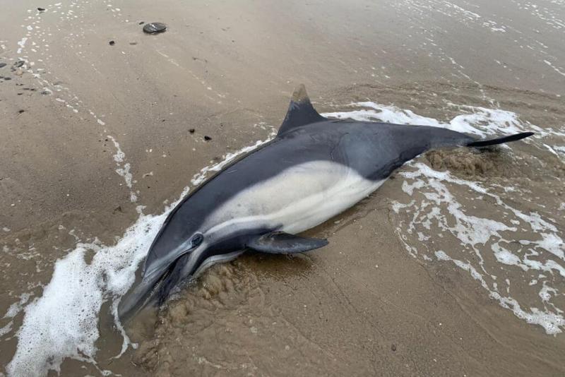 Deceased dolphin as a result of domoic acid poisoning. Credit: Channel Islands Marine & Wildlife Institute by NOAA