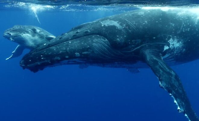 Humpback whales swimming underwater. Credit: Kogia.org