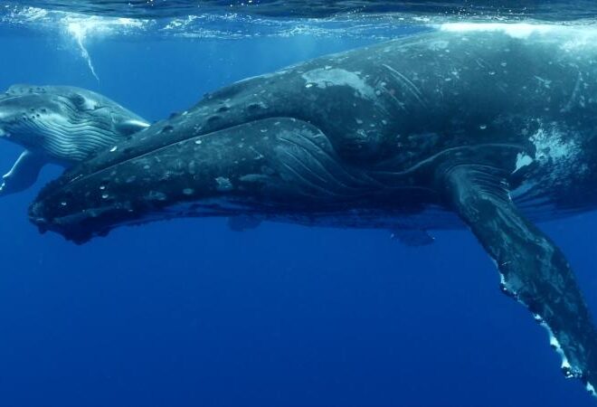 Humpback whales swimming underwater. Credit: Kogia.org