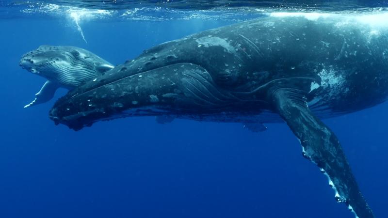 Humpback whales swimming underwater. Credit: Kogia.org