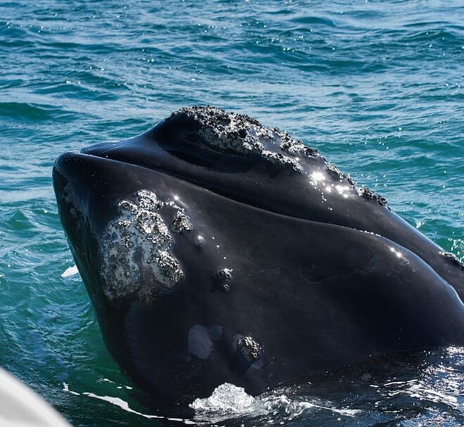 Wales Hermanus fin Atlantic