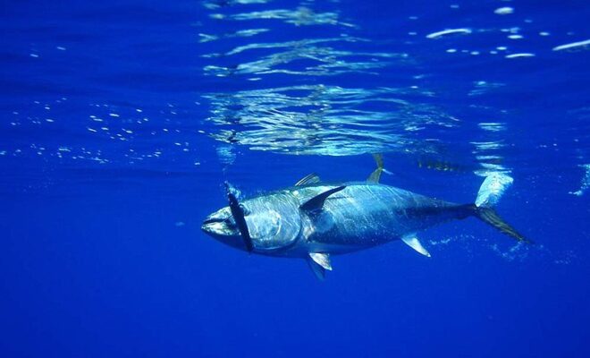 Northern bluefin tuna - Simple English Wikipedia, the free encyclopedia