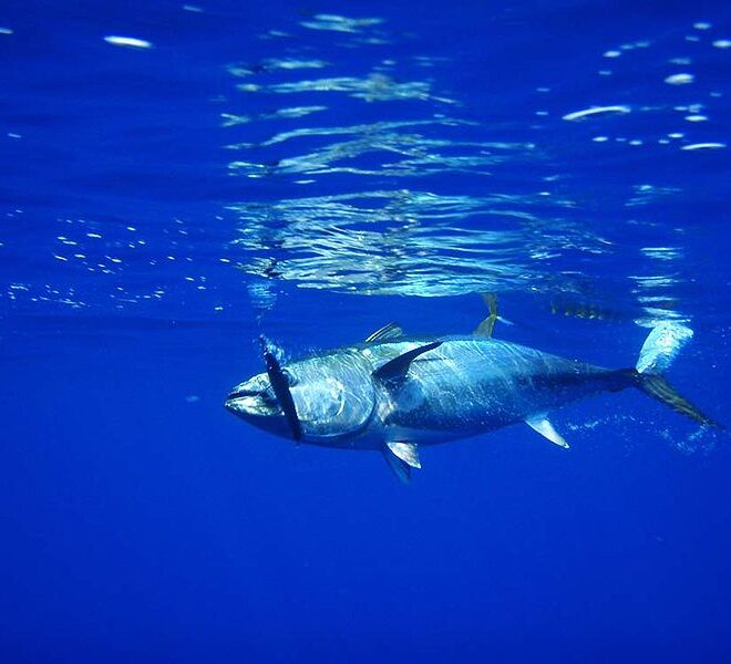 Northern bluefin tuna - Simple English Wikipedia, the free encyclopedia