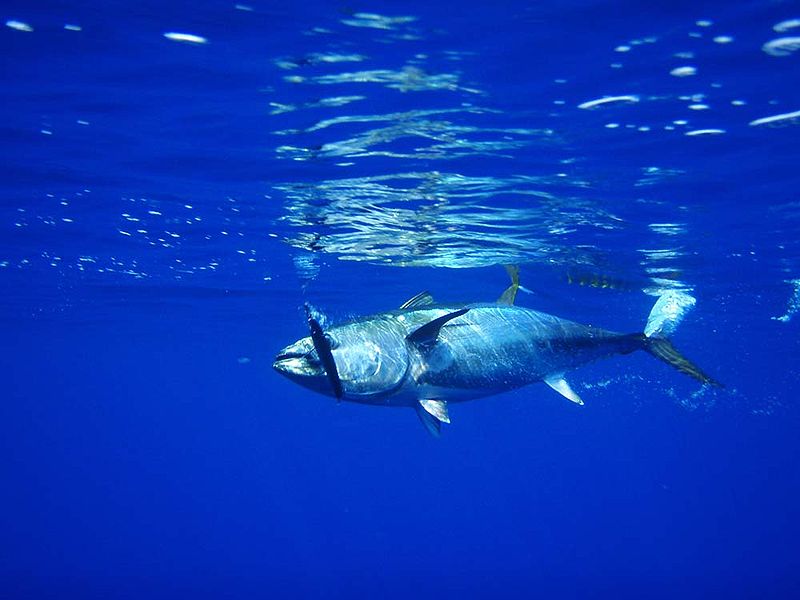 Northern bluefin tuna - Simple English Wikipedia, the free encyclopedia