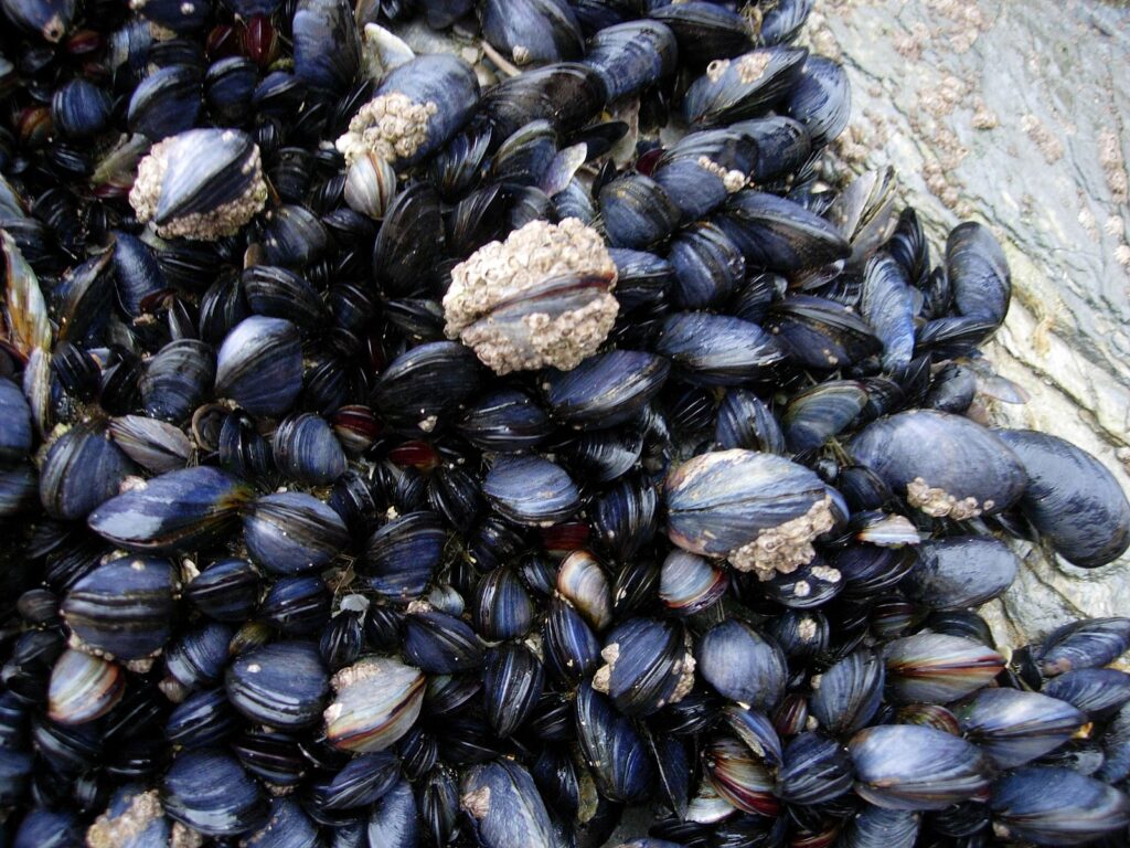 Cornish Mussels by Wikicommons