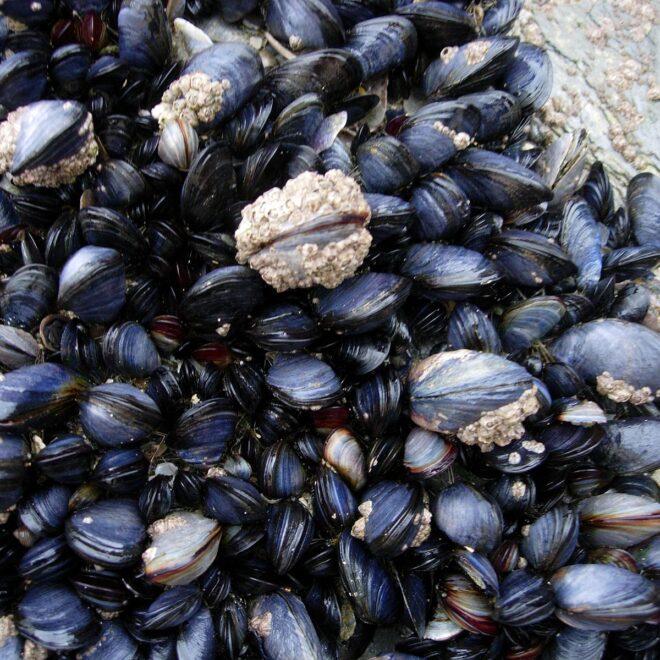 Cornish Mussels by Wikicommons