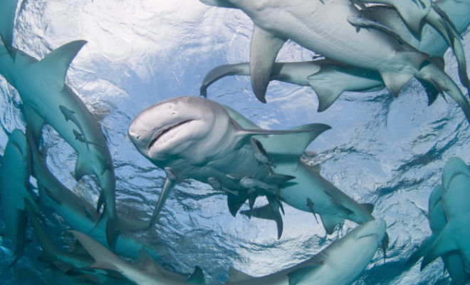 Group of Sharks. Image by Canva.com