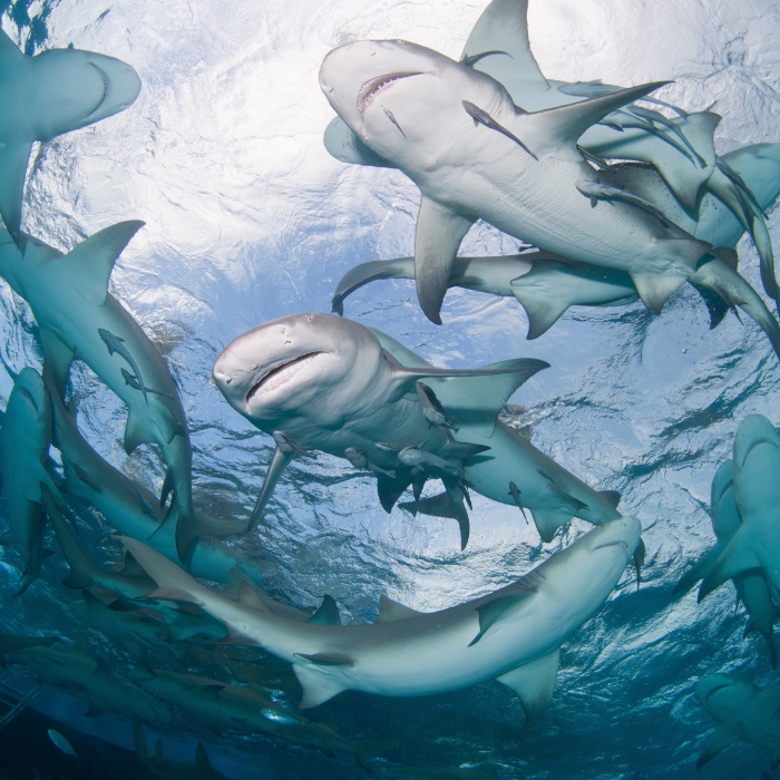 Group of Sharks. Image by Canva.com