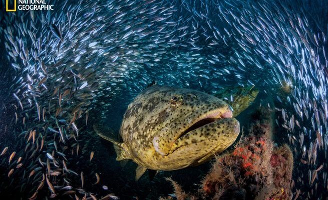 The July issue of National Geographic magazine. Goliath groupers emerge from a blizzard of baitfish on a WWII shipwreck off Florida. Photo credit: © David Doubilet and Jennifer Hayes/National Geographic