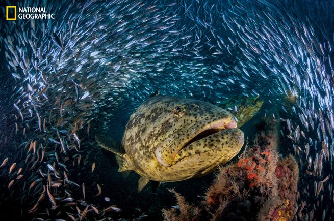The July issue of National Geographic magazine. Goliath groupers emerge from a blizzard of baitfish on a WWII shipwreck off Florida. Photo credit: © David Doubilet and Jennifer Hayes/National Geographic