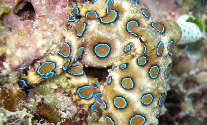 Blue-ringed octopus by WikiCommons
