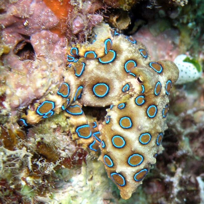 Blue-ringed octopus by WikiCommons