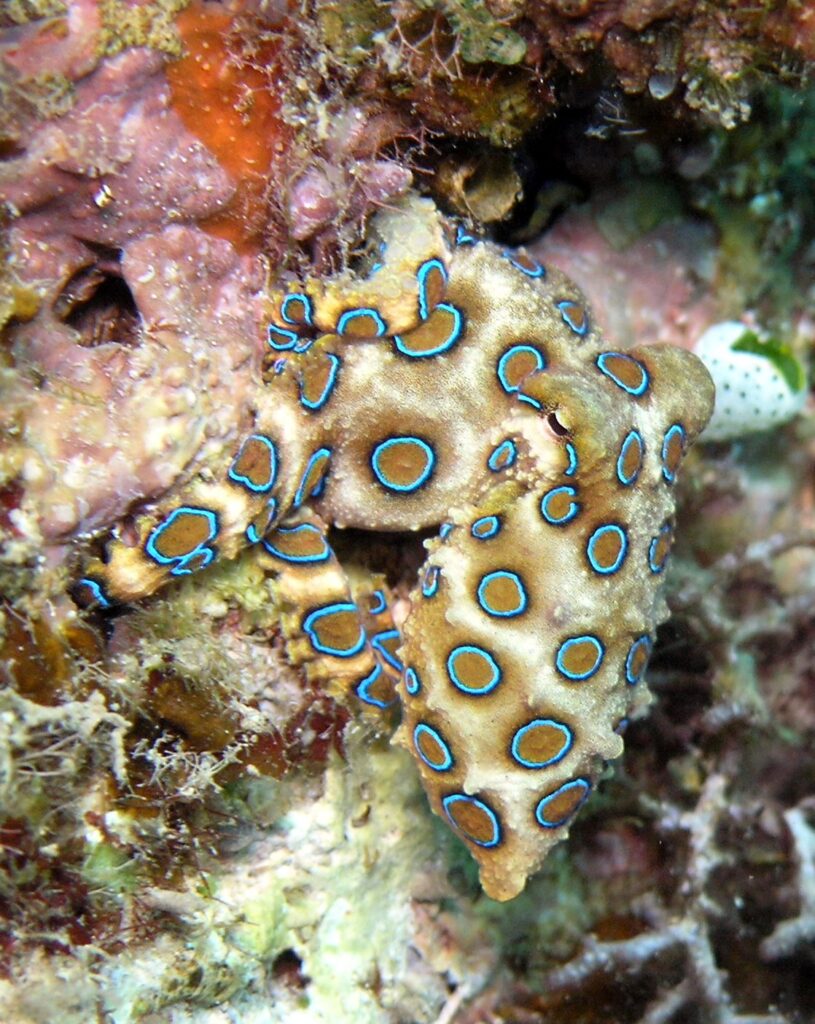 Blue-ringed octopus by WikiCommons