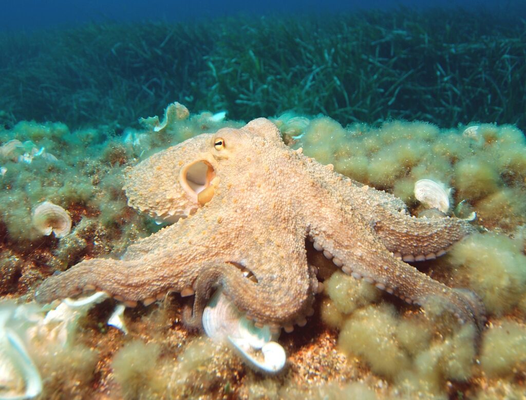 Octopus by WikkiCommons.