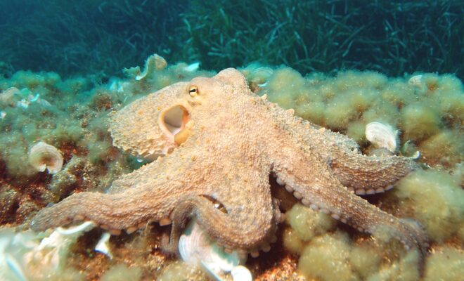 Octopus by WikkiCommons.