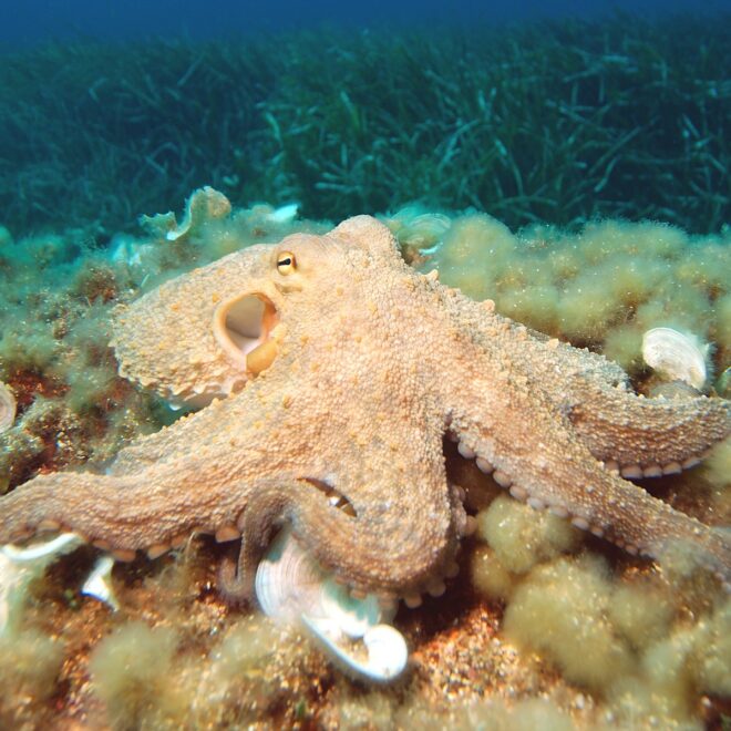 Octopus by WikkiCommons.