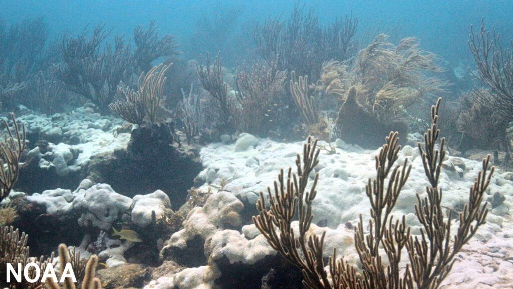 Extensive bleaching of the soft coral Palythoa caribaeorum on Emerald Reef, Key Biscayne, Florida. Undated image. (Image credit: NOAA).