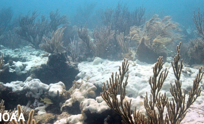 Extensive bleaching of the soft coral Palythoa caribaeorum on Emerald Reef, Key Biscayne, Florida. Undated image. (Image credit: NOAA).