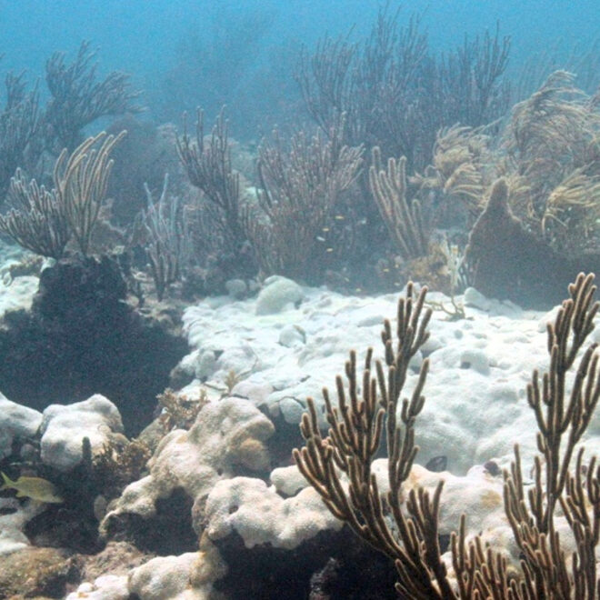 Extensive bleaching of the soft coral Palythoa caribaeorum on Emerald Reef, Key Biscayne, Florida. Undated image. (Image credit: NOAA).