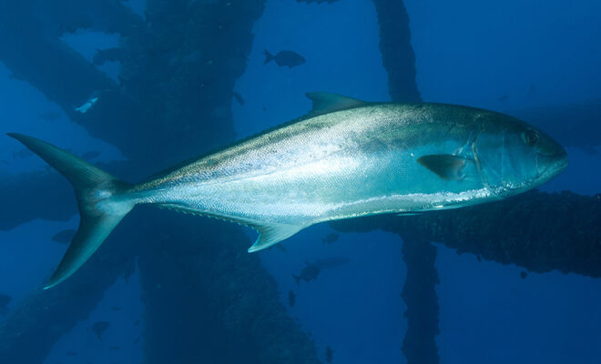Greater amberjack. Credit: NOAA Fisheries